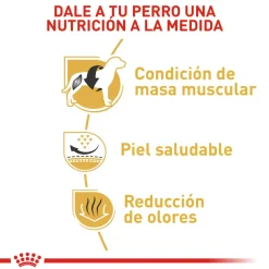 Alimento Para Perro Royal Canin Bulldog Frances Adulto - 3 Kg