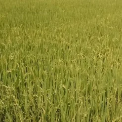 A-MICSUR Zn Bioestimulante con Aminoácidos y Zinc para Cultivos