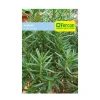 Aromatica Romero 0.5 gr Semillas Jardín Tierragro