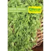 Cilantro Nacional Patimorado x 5g Semillas Organicas Cultivo Abundante