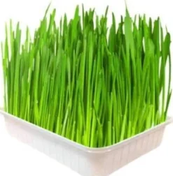Pasto De Trigo Para Mascotas