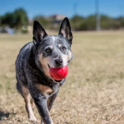 Pelota Kong Classic | Juguete Para Perro