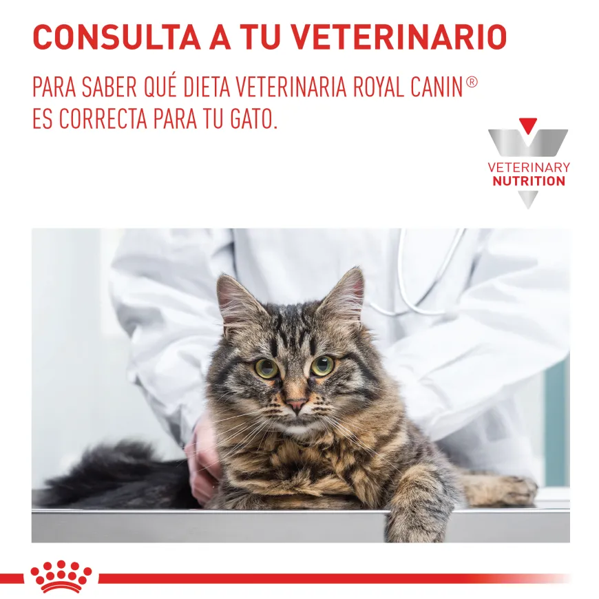 Renal Special Cat Gato Renal Royal Canin 2Kg