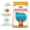 Royal Canin Dachshund Puppy Alimento Especializado Salchicha Cachorros