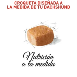 Royal Canin Dachshund Puppy Alimento Especializado Salchicha Cachorros