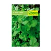 Semilla de Cilantro 5 gr Cultiva Cilantro Fresco en tu Jardín