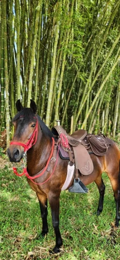 Silla Camelladora Vaquería Mesace Resistencia para el Trabajo Ganadero