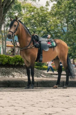 Silla Indiana Cabalgata Mesace Montura Liviana y Resistente TIERRAGRO
