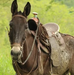 Silla Pantanera Vaquería Mesace Impermeable, liviana y resistente